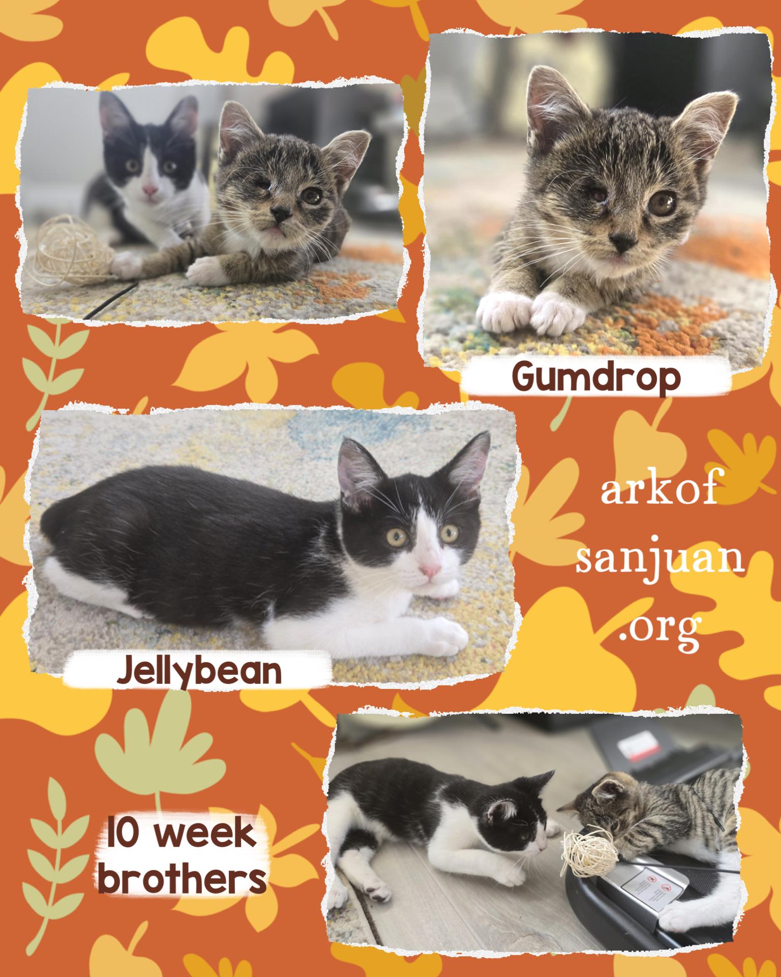 Enlarge Jellybean, a Adoptable Tabby in San Juan Capistrano, CA image 2/4