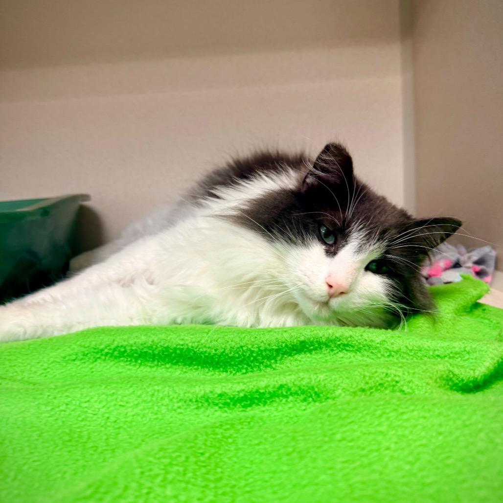Enlarge Emerald, a Adoptable Domestic Long Hair in Great Falls, MT image 1/6