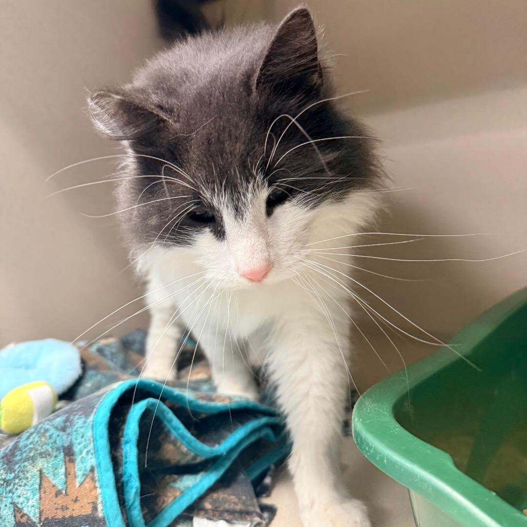 Enlarge Emerald, a Adoptable Domestic Long Hair in Great Falls, MT image 2/6