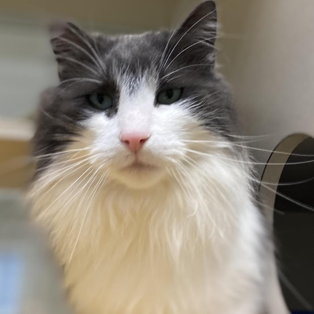 Enlarge Emerald, a Adoptable Domestic Long Hair in Great Falls, MT image 3/6