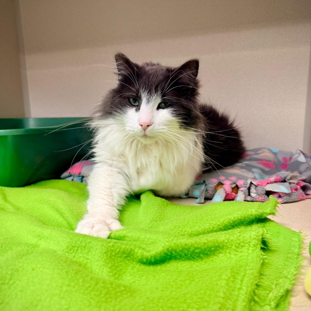 Enlarge Emerald, a Adoptable Domestic Long Hair in Great Falls, MT image 4/6