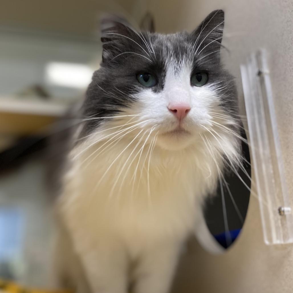 Enlarge Emerald, a Adoptable Domestic Long Hair in Great Falls, MT image 5/6