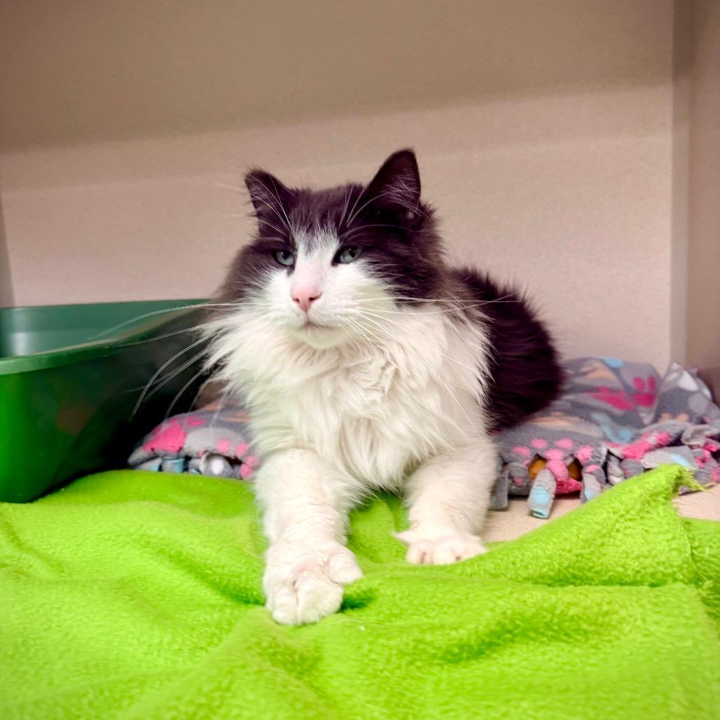 Enlarge Emerald, a Adoptable Domestic Long Hair in Great Falls, MT image 6/6