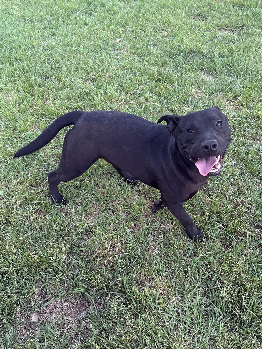 Toby, Adoptable, Puppy Male Labrador Retriever.