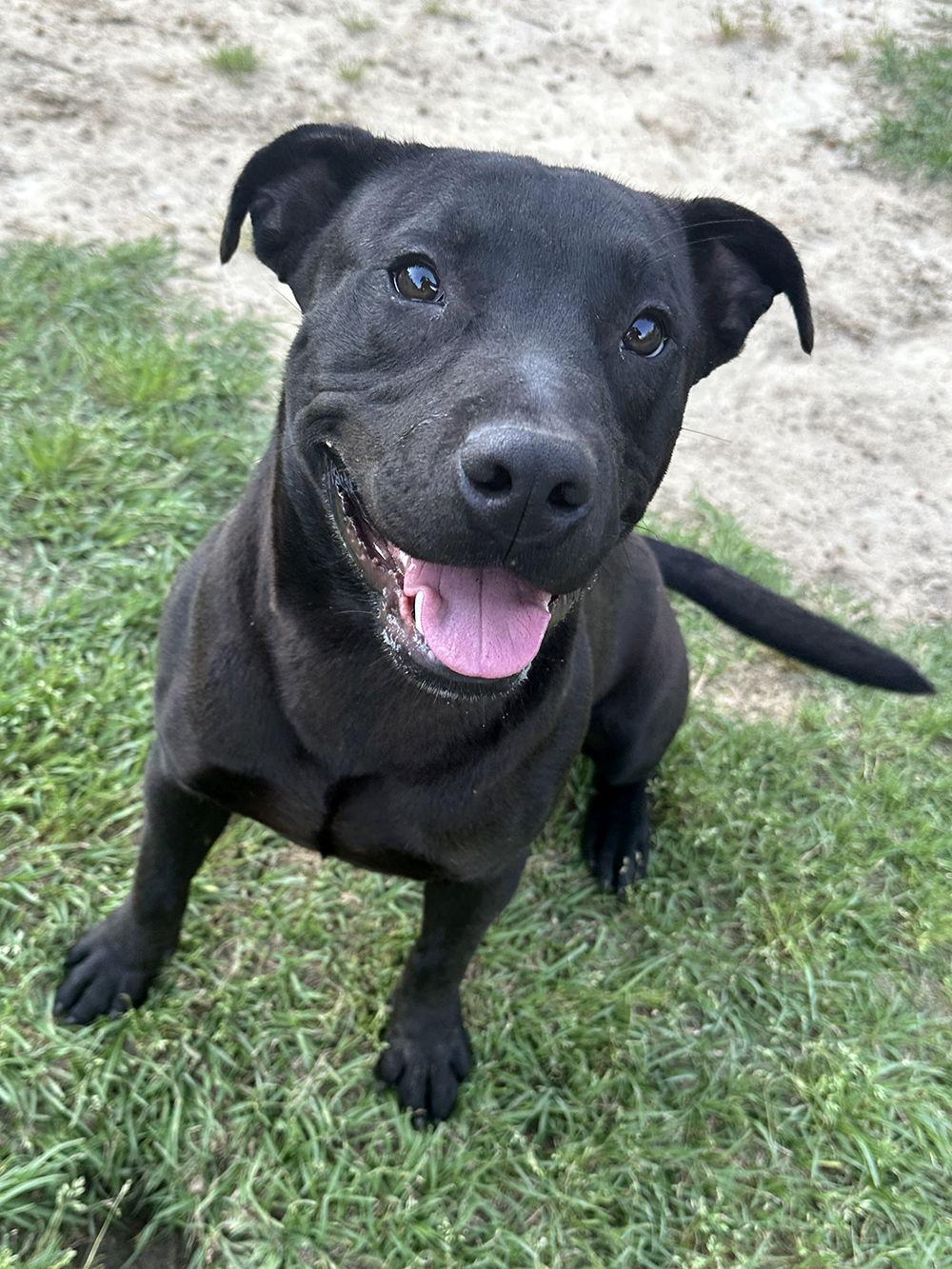 Toby, a Adoptable Labrador Retriever in Eastman, GA image 2/3