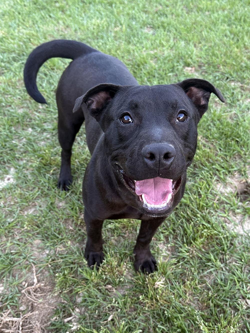 Toby, a Adoptable Labrador Retriever in Eastman, GA image 3/3