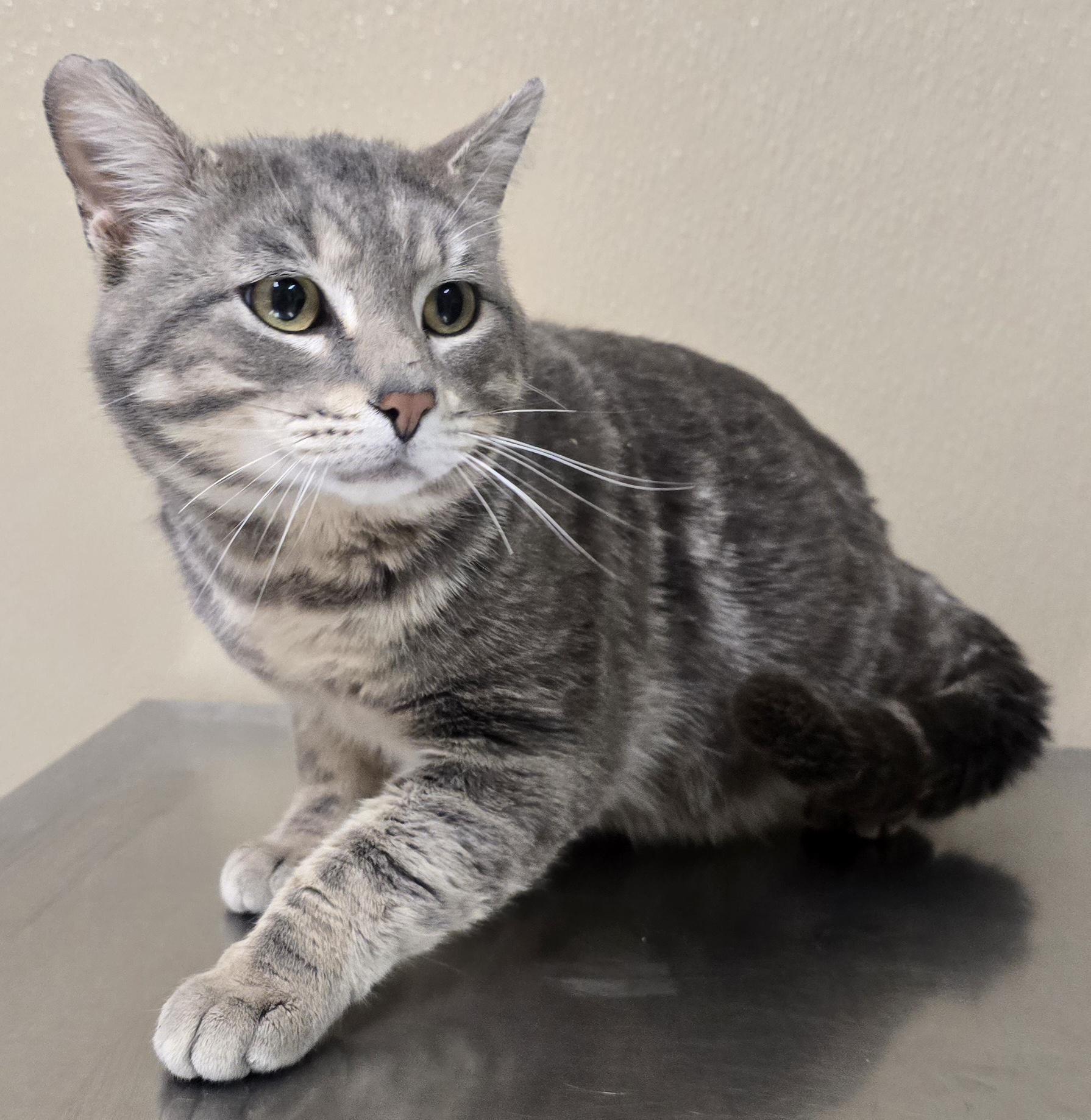 Alex, adopted, Adult Male Domestic Short Hair & Tabby.