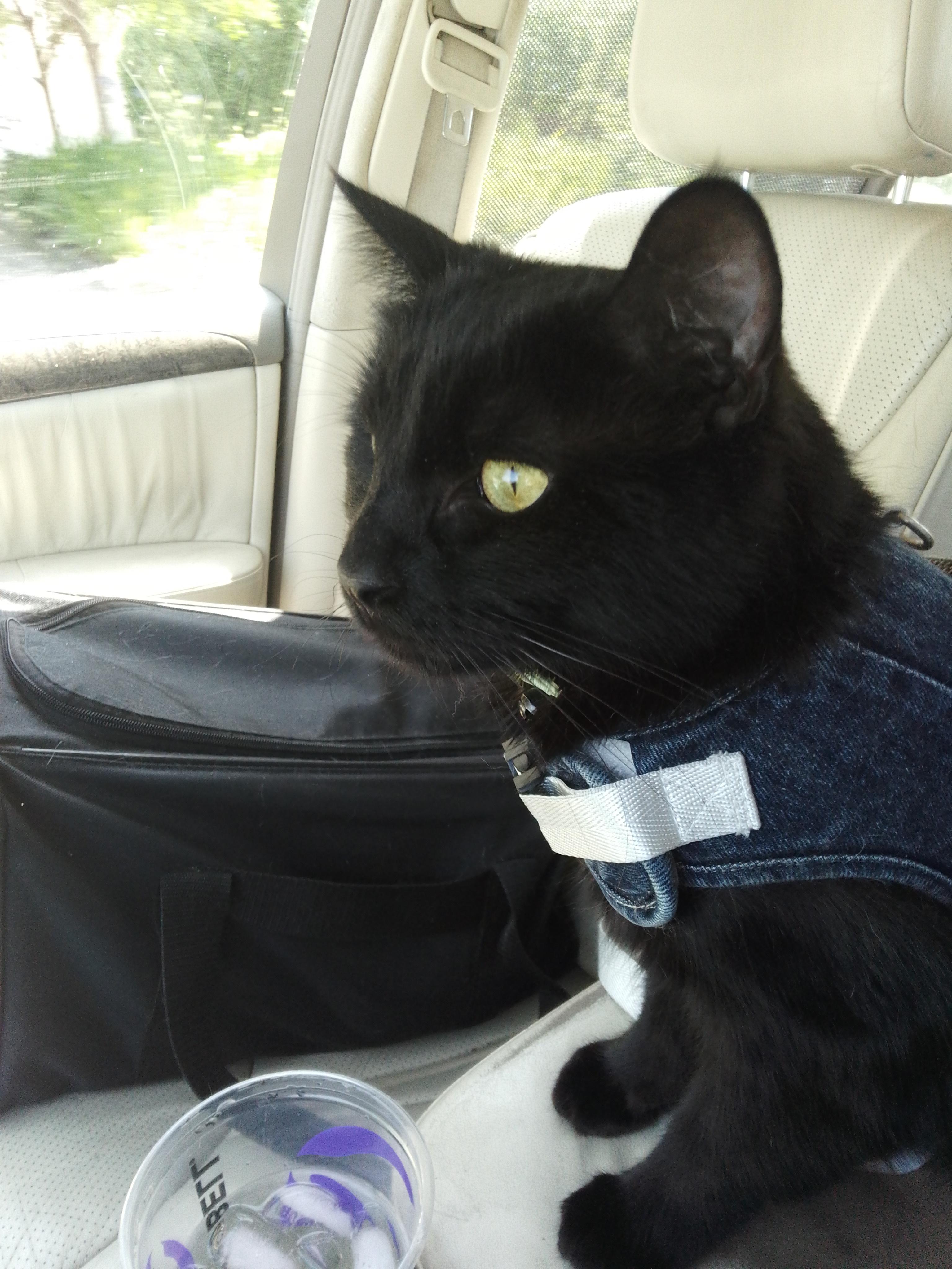 BooBoo, Adult Male Domestic Short Hair