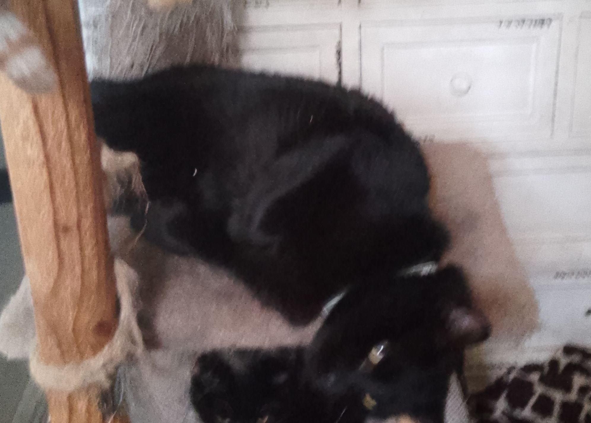 BooBoo, a Adoptable Domestic Short Hair in Woodland, CA image 2/4