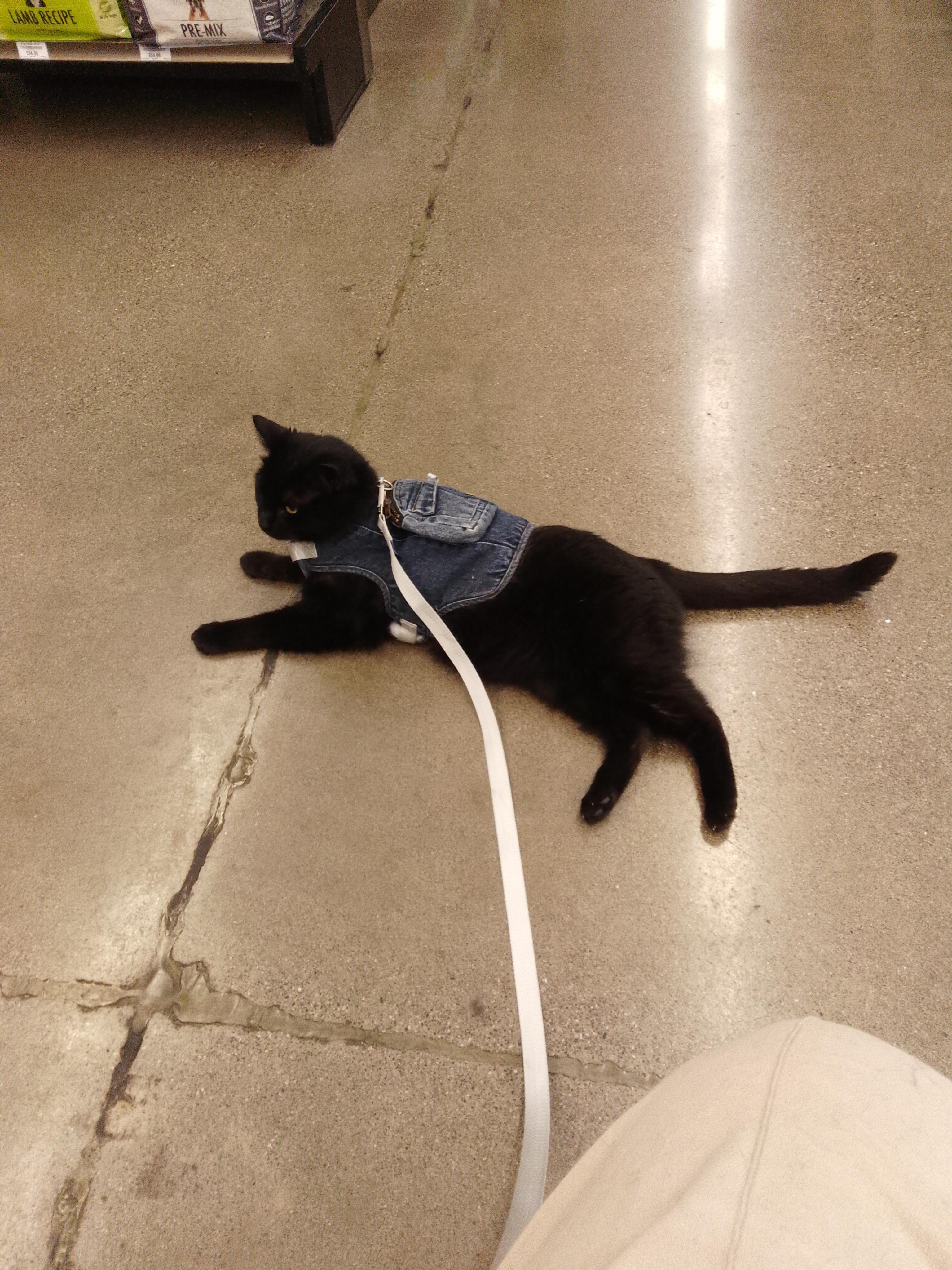 BooBoo, a Adoptable Domestic Short Hair in Woodland, CA image 3/4