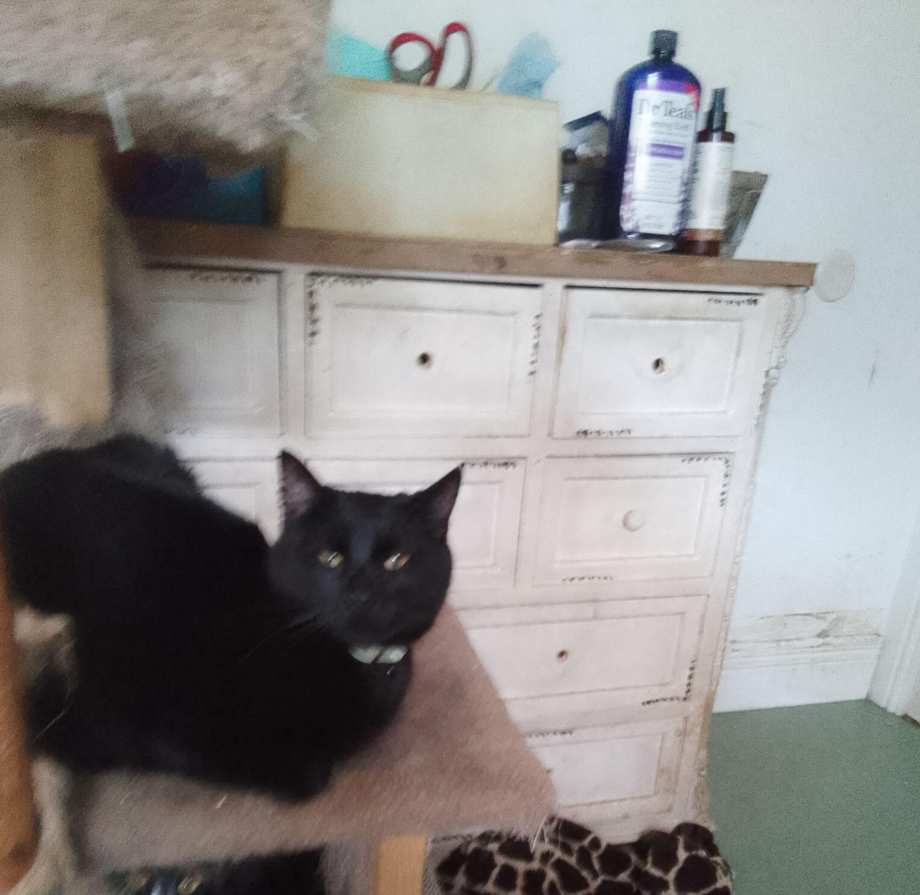 BooBoo, a Adoptable Domestic Short Hair in Woodland, CA image 4/4