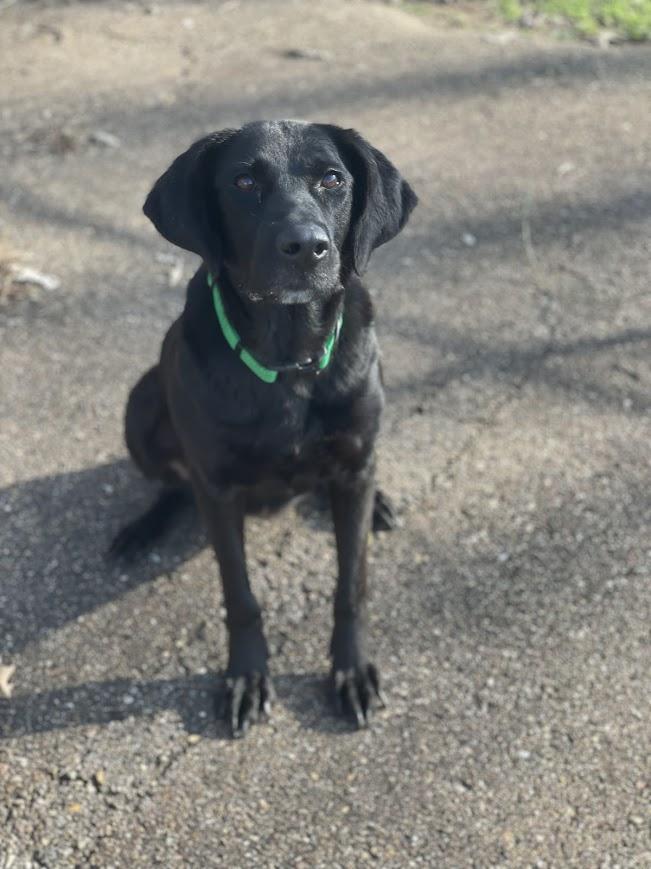 Enlarge Millie, a Adoptable mixed breed in Jackson, MS image 2/5