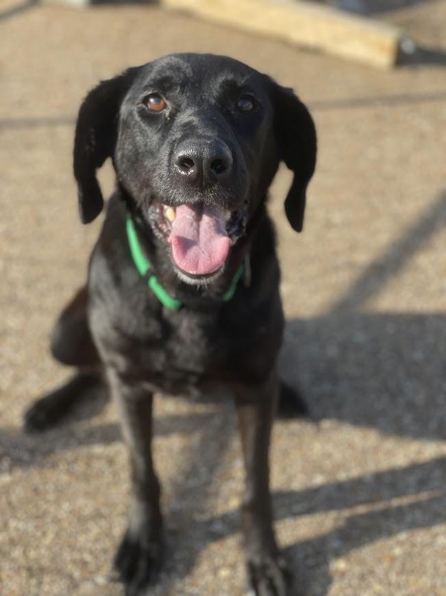 Enlarge Millie, a Adoptable mixed breed in Jackson, MS image 3/5