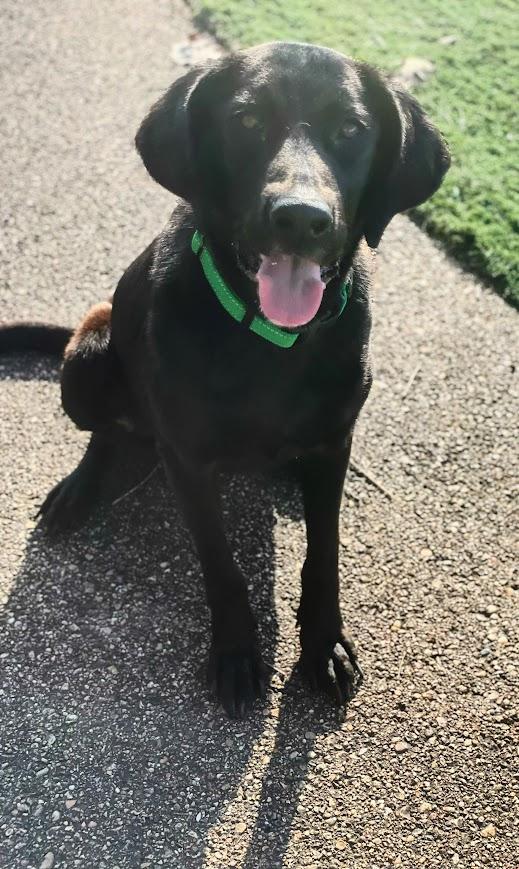 Enlarge Millie, a Adoptable mixed breed in Jackson, MS image 4/5