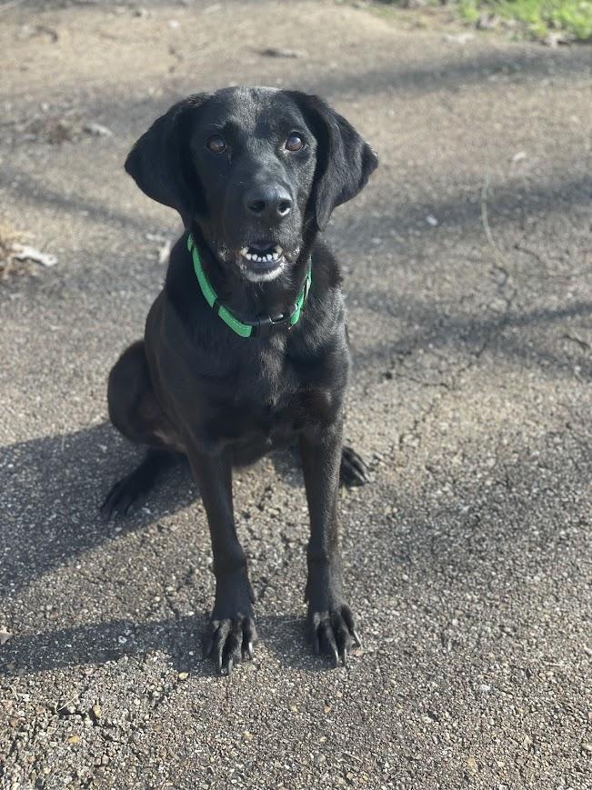 Enlarge Millie, a Adoptable mixed breed in Jackson, MS image 1/5