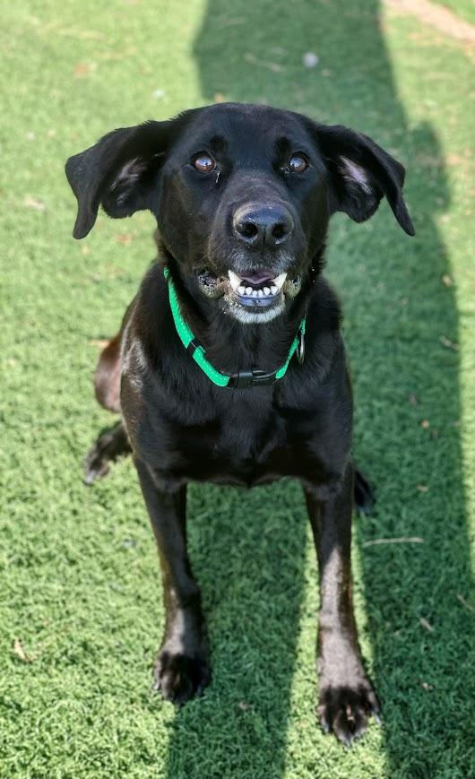 Enlarge Millie, a Adoptable mixed breed in Jackson, MS image 5/5