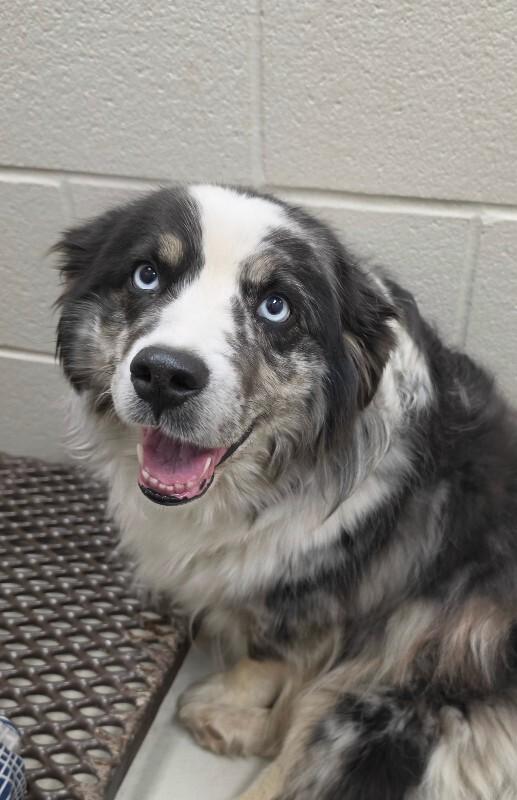 Enlarge Bri, a Adoptable mixed breed in Bluffton, IN image 1/3