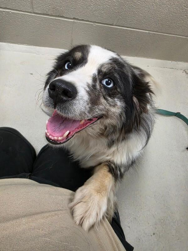 Enlarge Bri, a Adoptable mixed breed in Bluffton, IN image 3/3