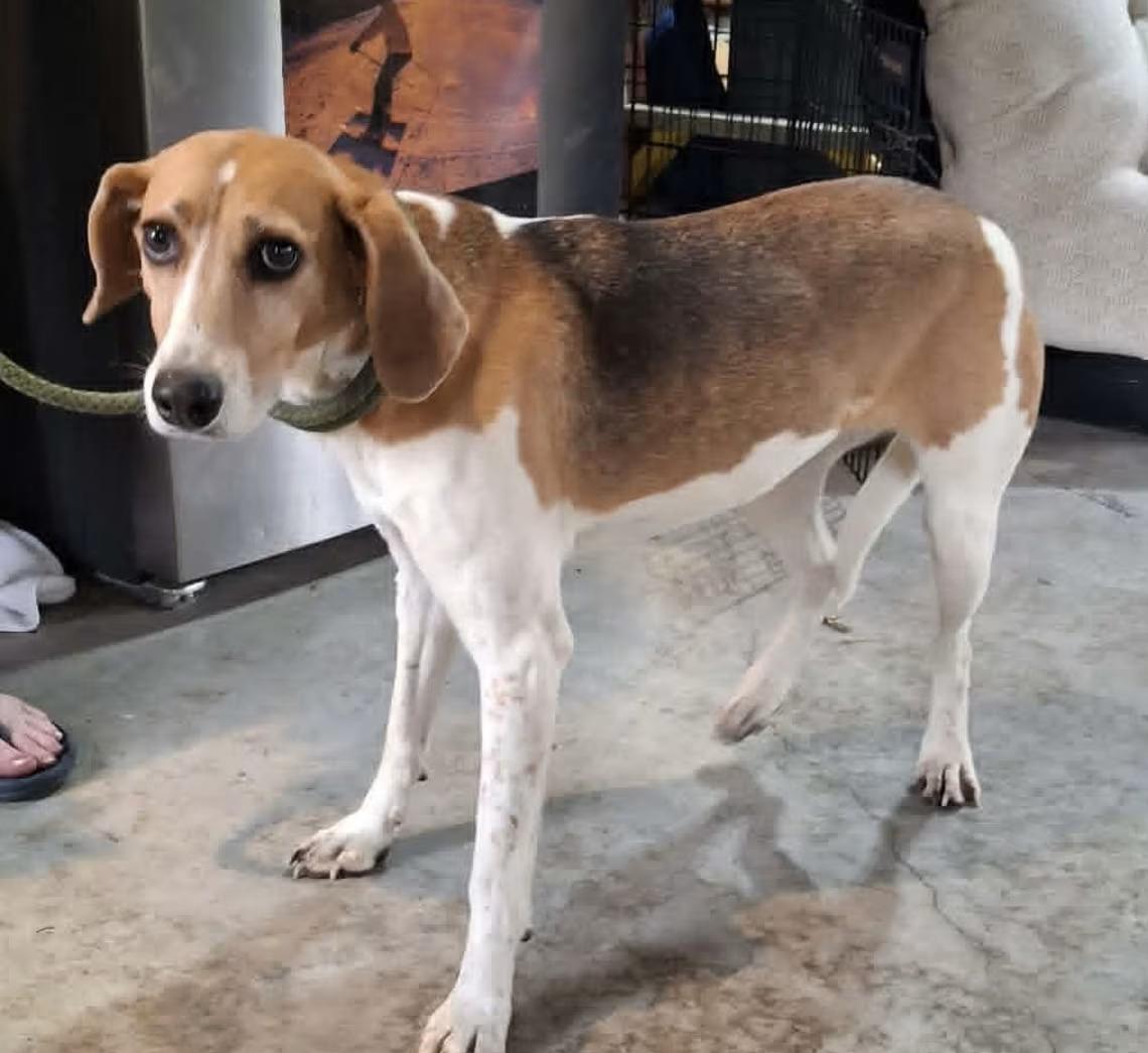 Jolene - Sponsored!, ADOPTABLE, Adult Female Foxhound.