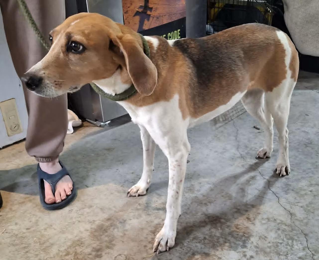 Jolene - Sponsored!, a ADOPTABLE Foxhound in Monterey, VA image 2/2