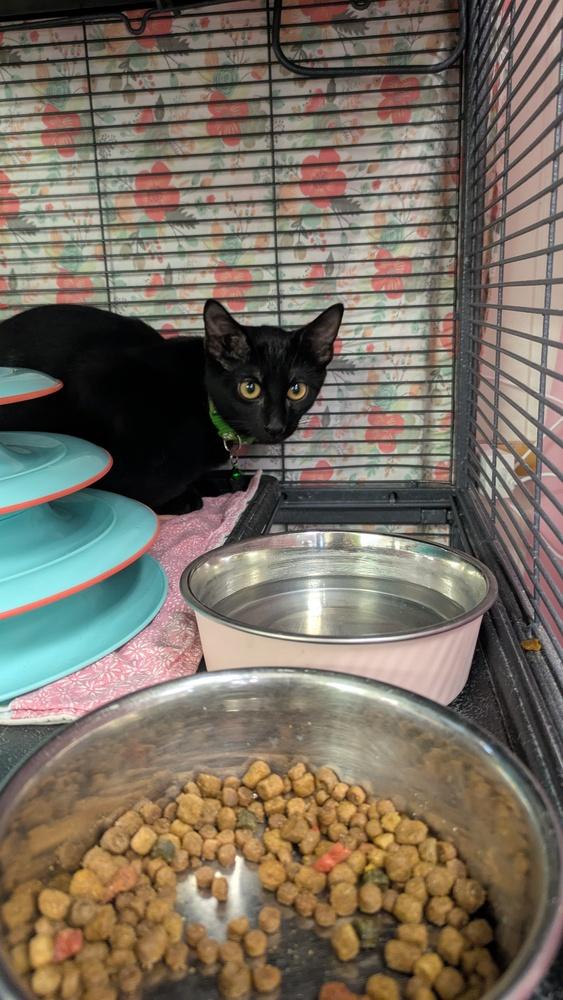 Tuesday, Adoptable, Kitten Male Domestic Short Hair.