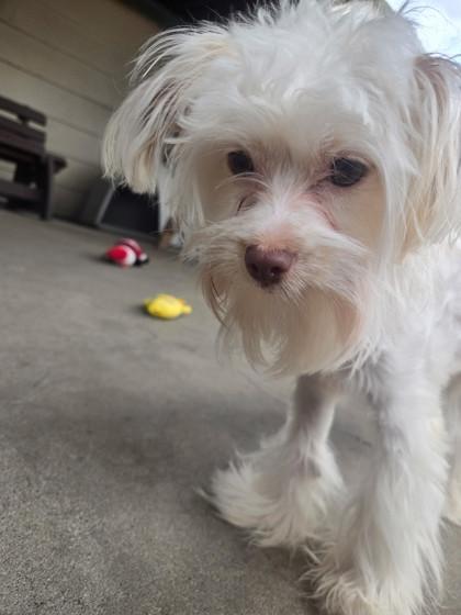 Primrose, an adopted mixed breed in Plano, TX image 4/5