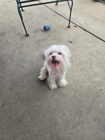 Primrose, an adopted mixed breed in Plano, TX image 3/5