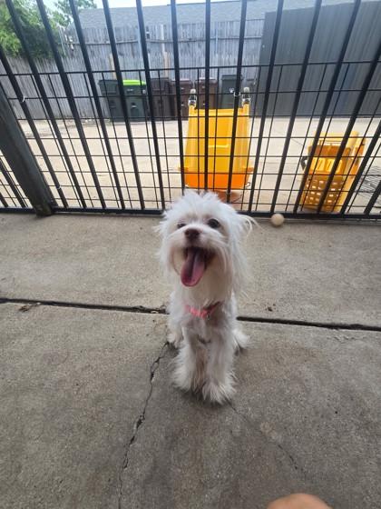 Primrose, an adopted mixed breed in Plano, TX image 2/5