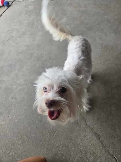 Primrose, an adopted mixed breed in Plano, TX image 1/5