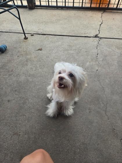 Primrose, an adopted mixed breed in Plano, TX image 5/5