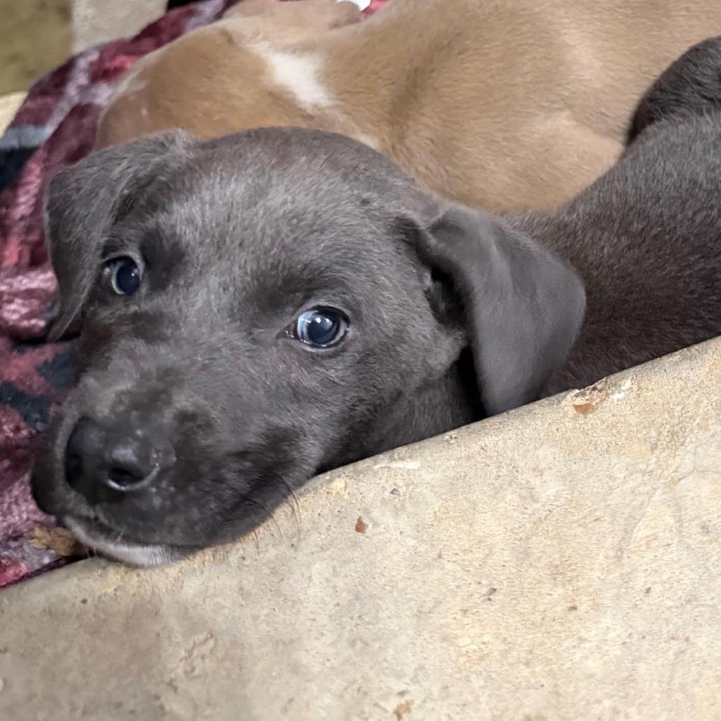 Enlarge Pine, a Adoptable mixed breed in Durant, OK image 1/1