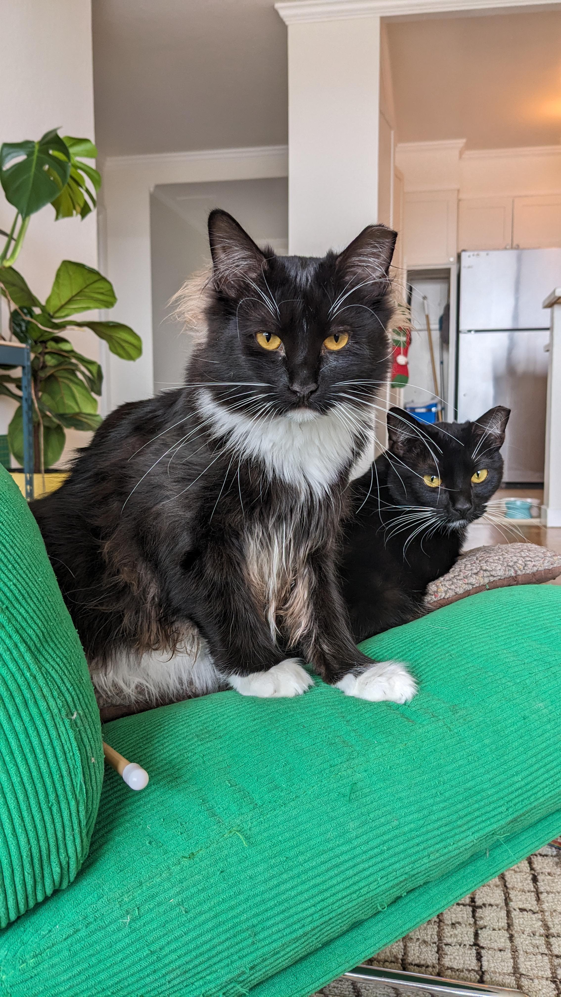 Enlarge Cricket, a Adoptable mixed breed in San Francisco, CA image 6/6