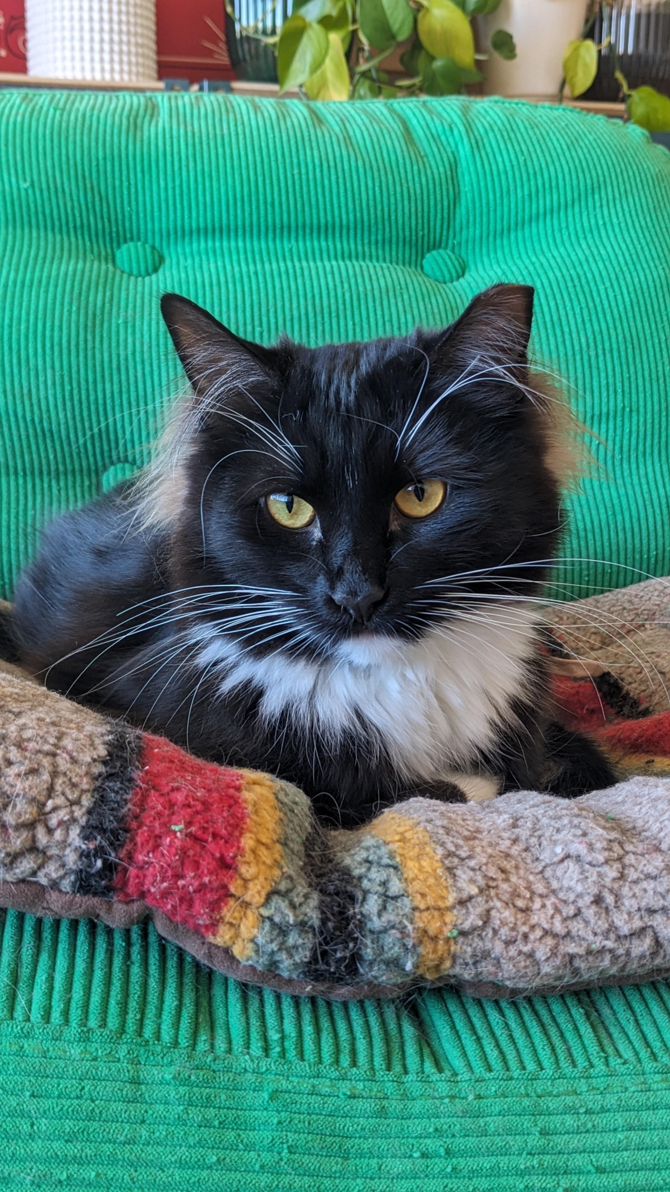 Cricket, Adoptable, Kitten Female Domestic Medium Hair & Tuxedo.