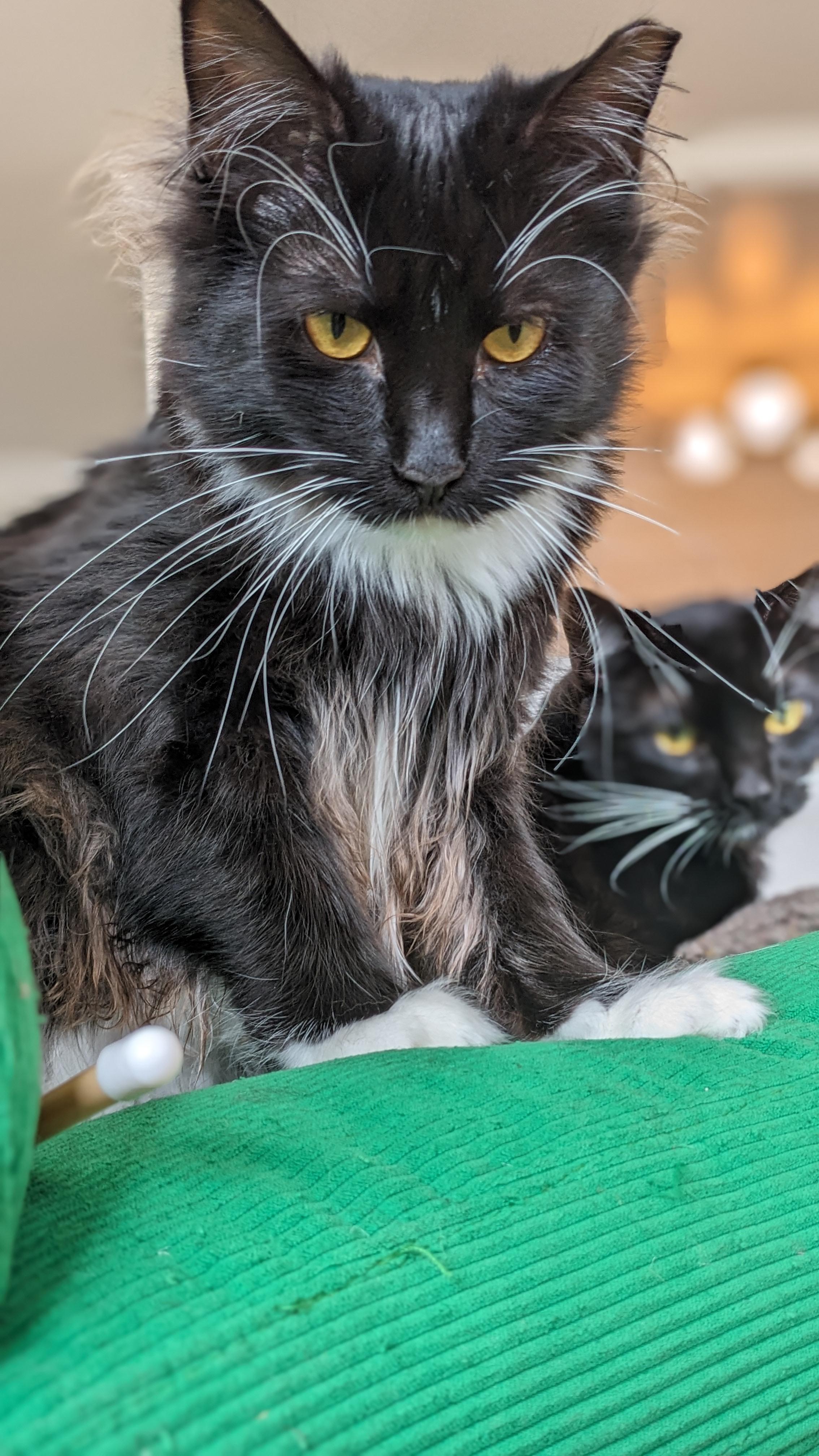 Cricket, Adoptable, Kitten Female Domestic Medium Hair & Tuxedo.