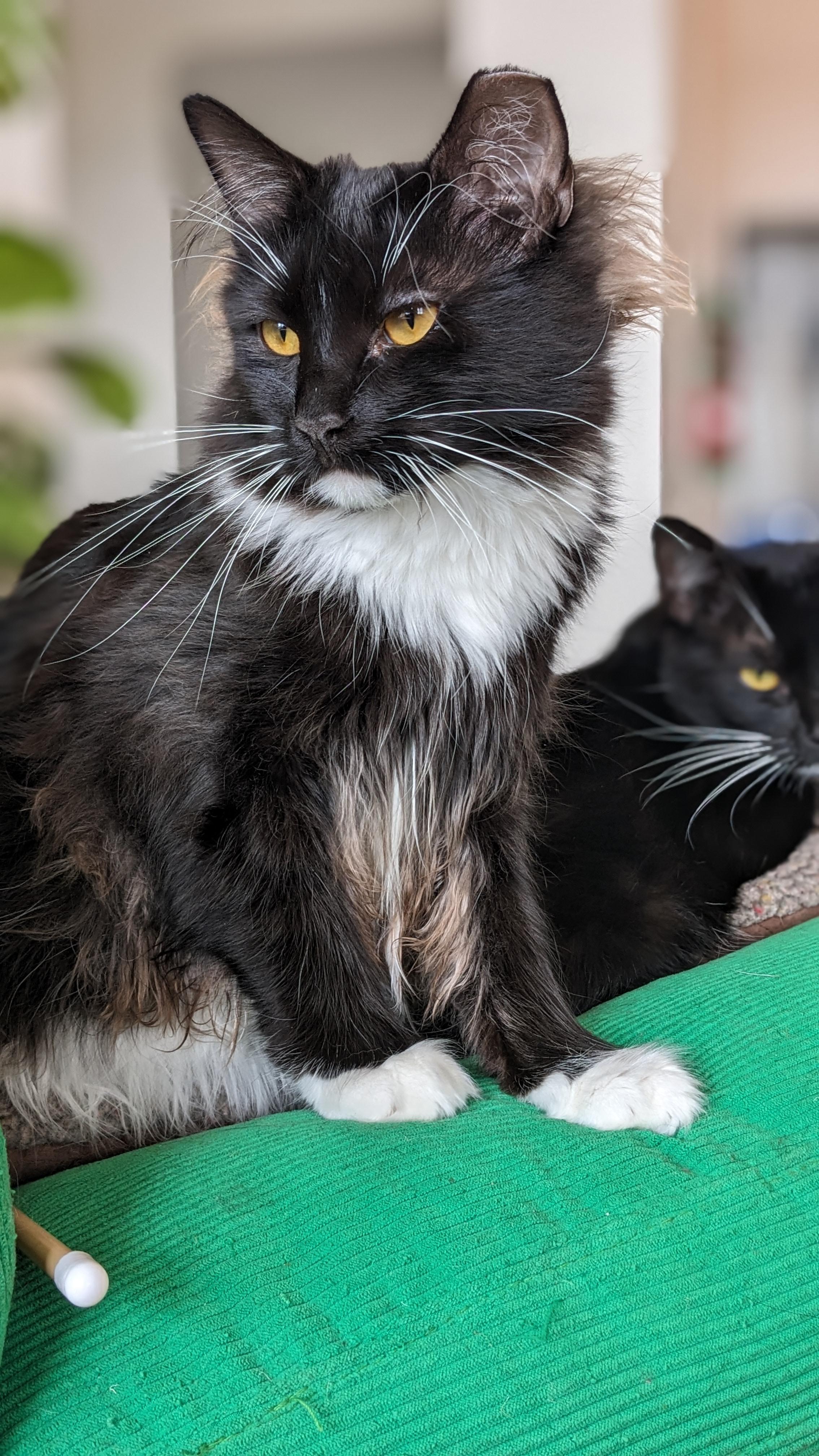 Enlarge Cricket, a Adoptable mixed breed in San Francisco, CA image 2/6