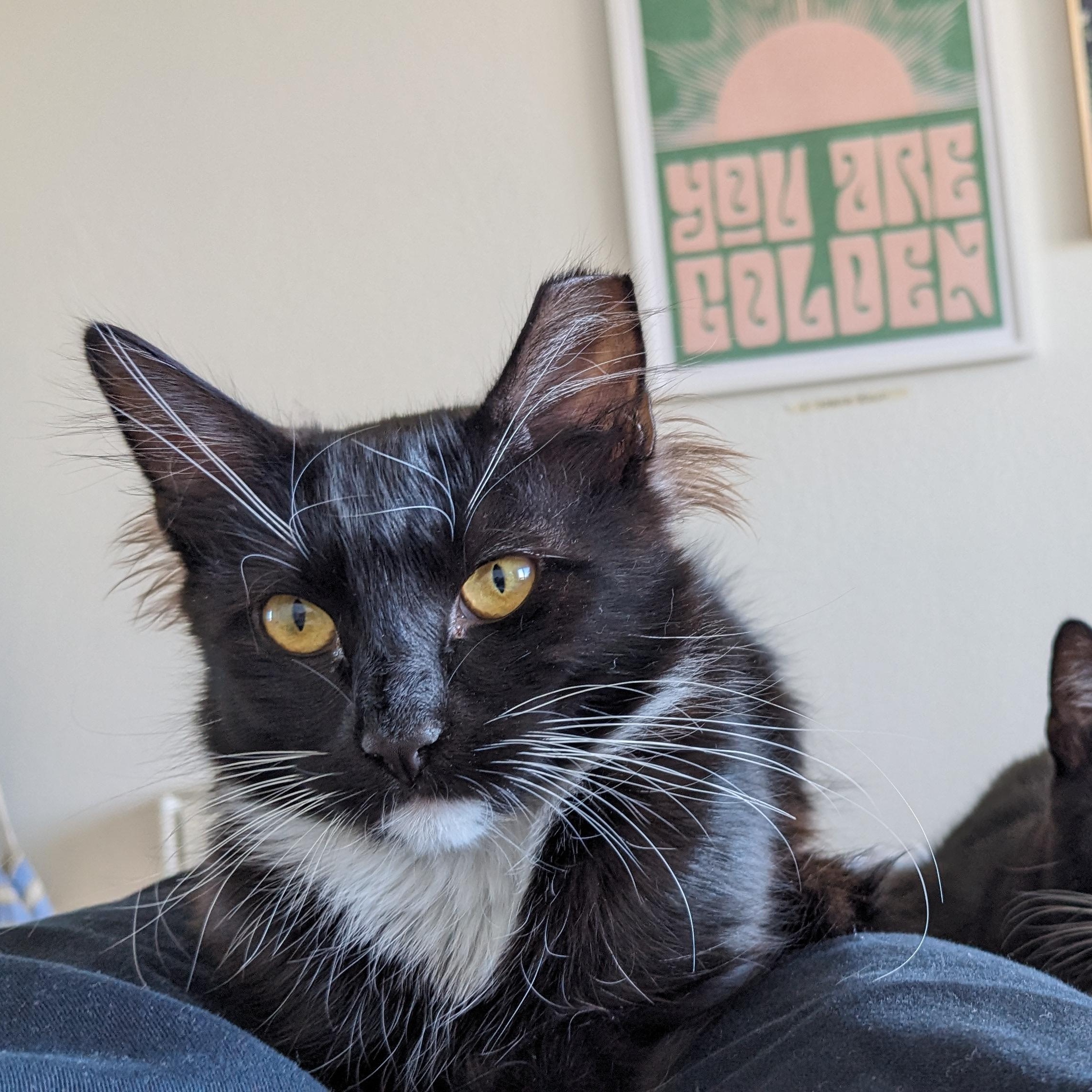 Cricket, a Adoptable mixed breed in San Francisco, CA image 3/6