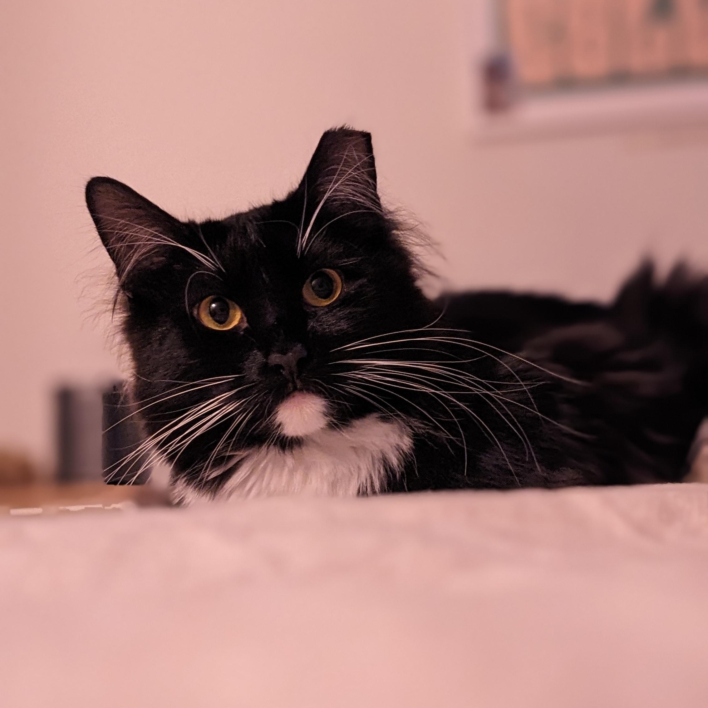 Cricket, Adoptable, Young Female Domestic Medium Hair & Tuxedo.