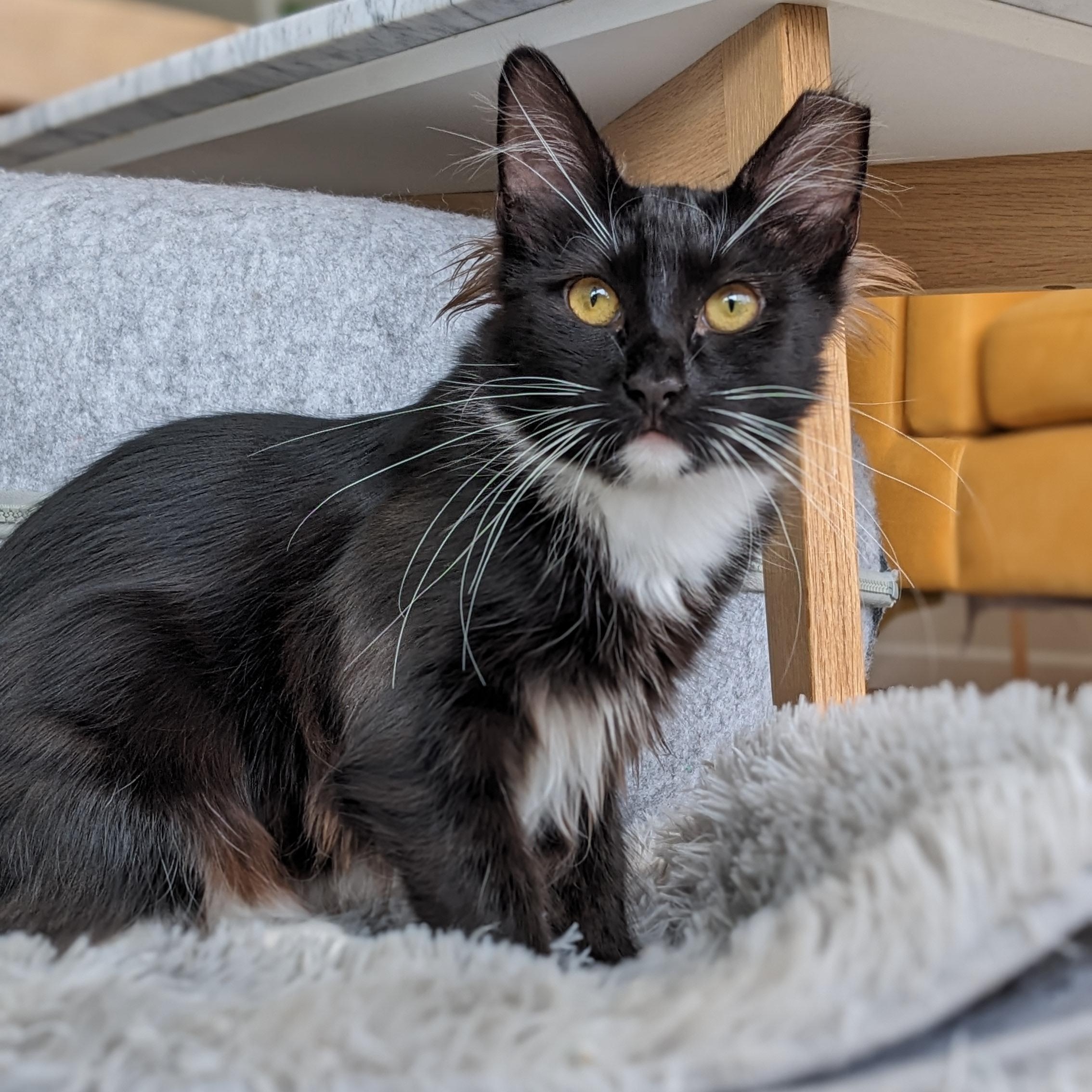 Cricket, Adoptable, Kitten Female Domestic Medium Hair & Tuxedo.