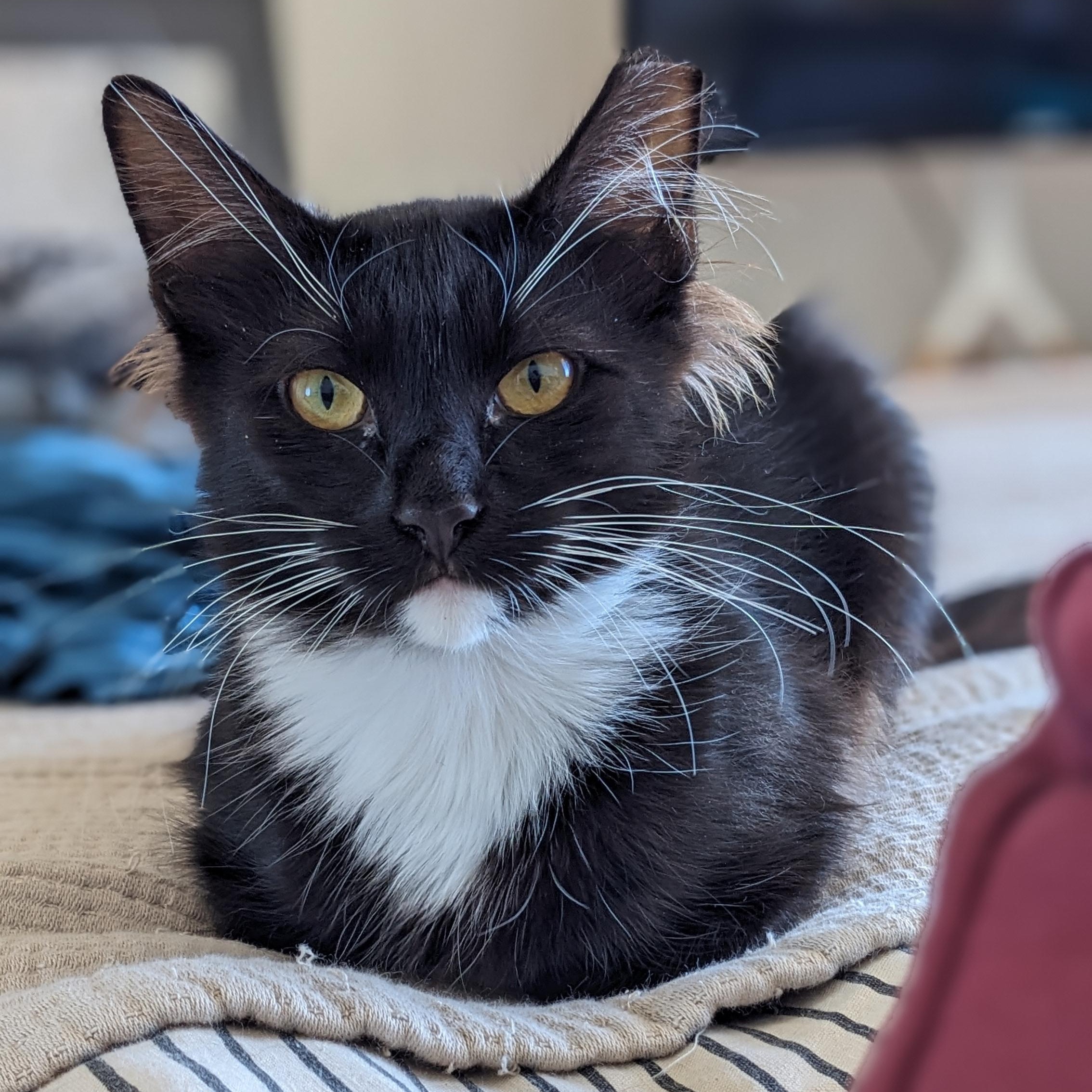 Cricket, a Adoptable mixed breed in San Francisco, CA image 2/6