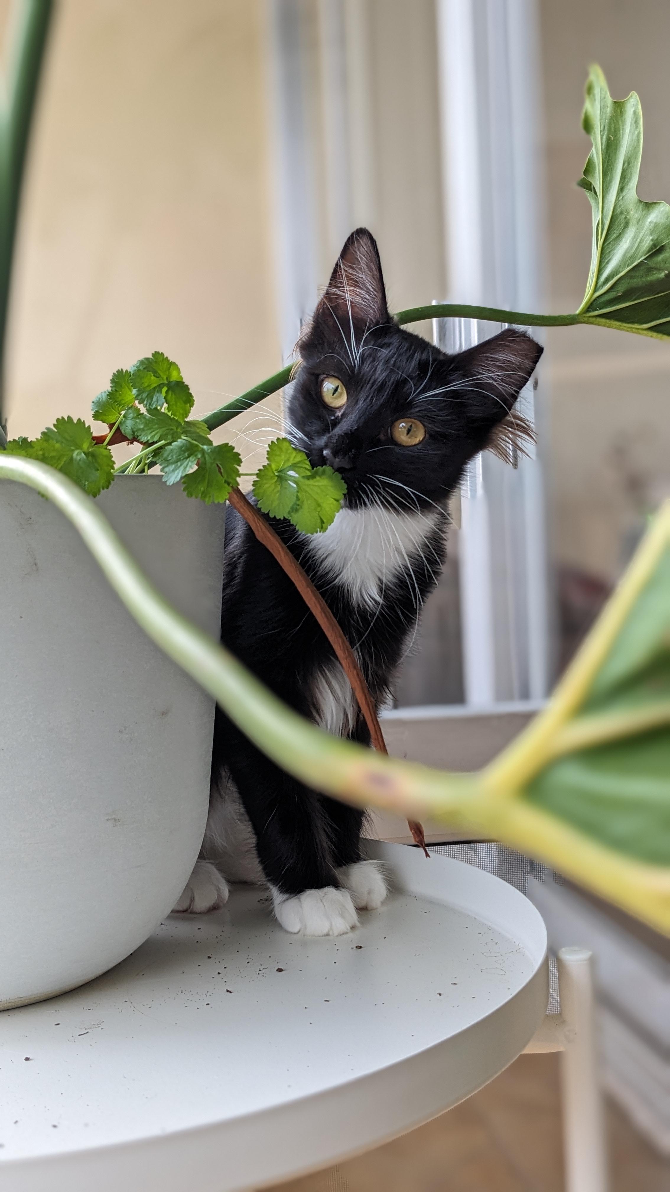 Cricket, a Adoptable mixed breed in San Francisco, CA image 4/6