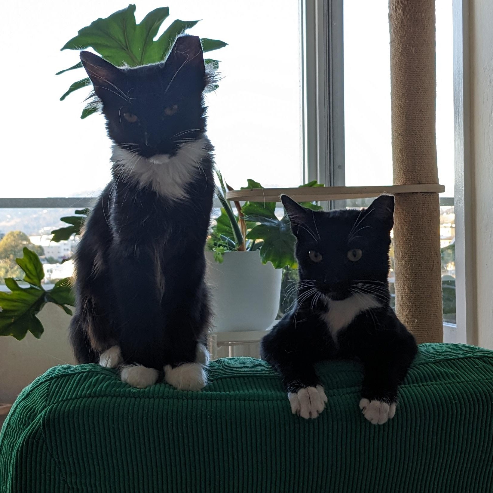 Cricket, a Adoptable mixed breed in San Francisco, CA image 5/6