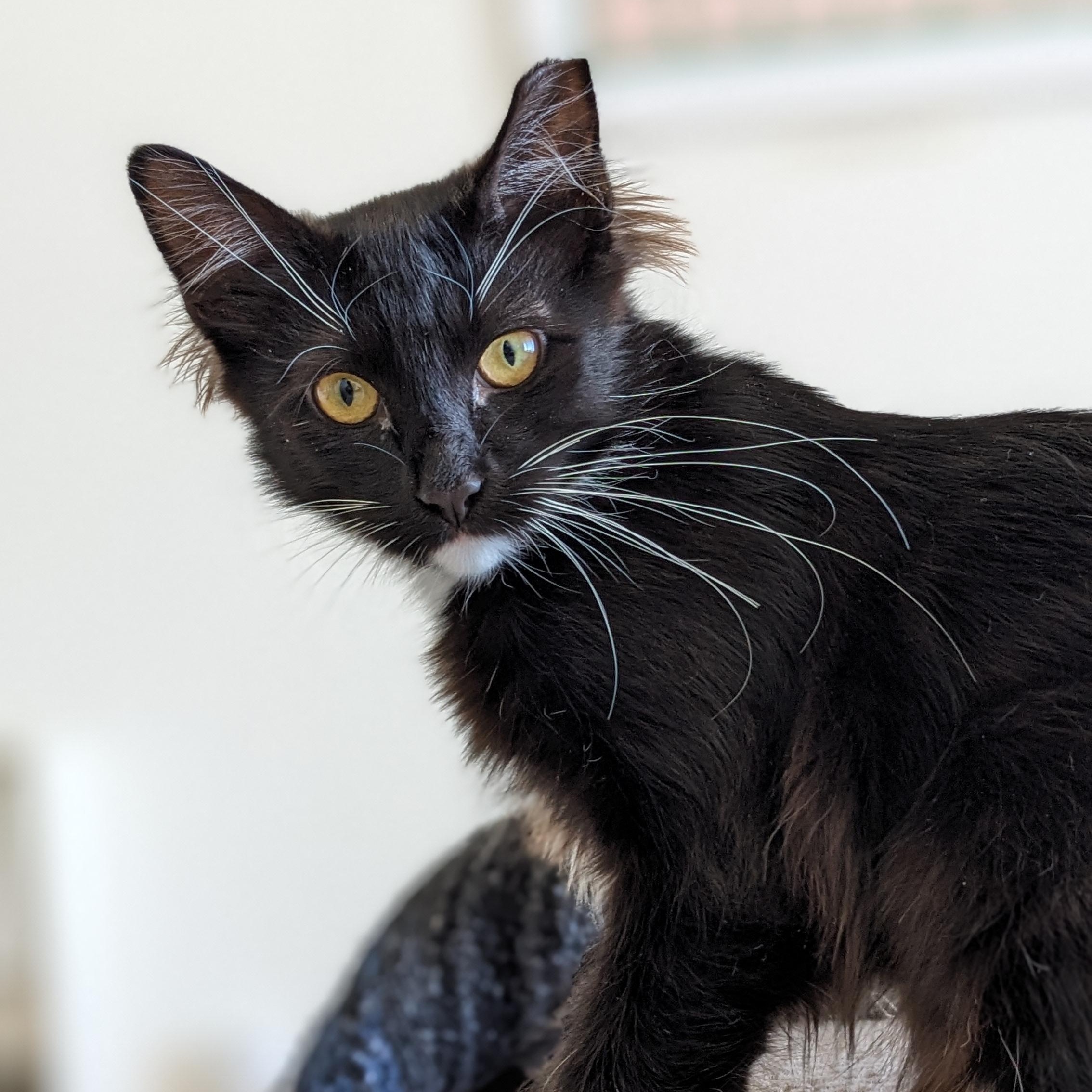 Cricket, a Adoptable mixed breed in San Francisco, CA image 6/6