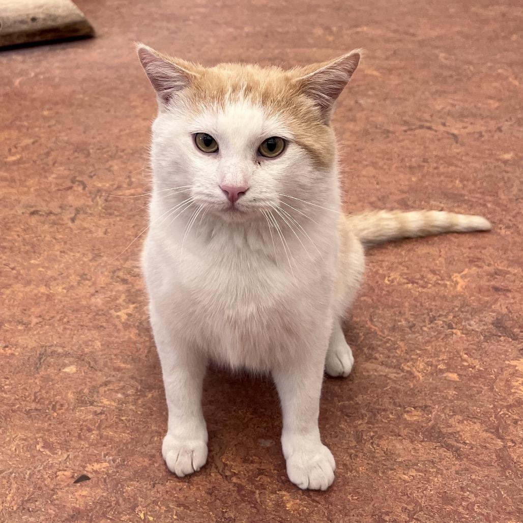 Macaroni, Adoptable, Adult Male Domestic Short Hair.