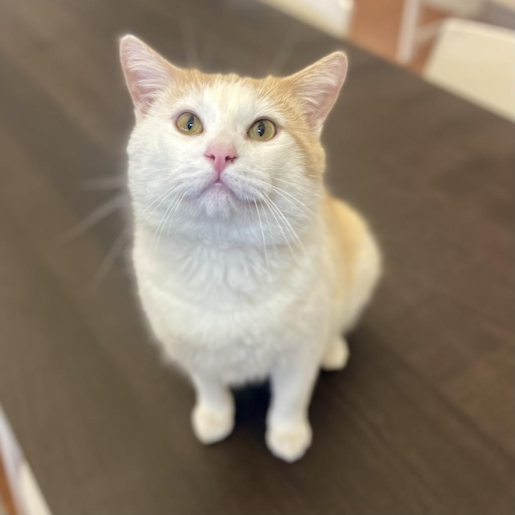 Enlarge Macaroni, a Adoptable Domestic Short Hair in Glenwood Springs, CO image 4/5