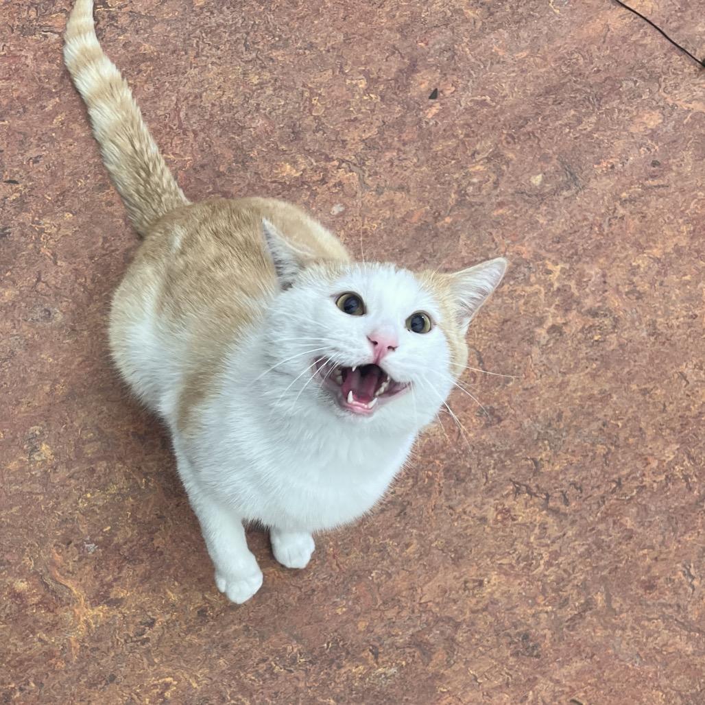 Enlarge Macaroni, a Adoptable Domestic Short Hair in Glenwood Springs, CO image 5/5