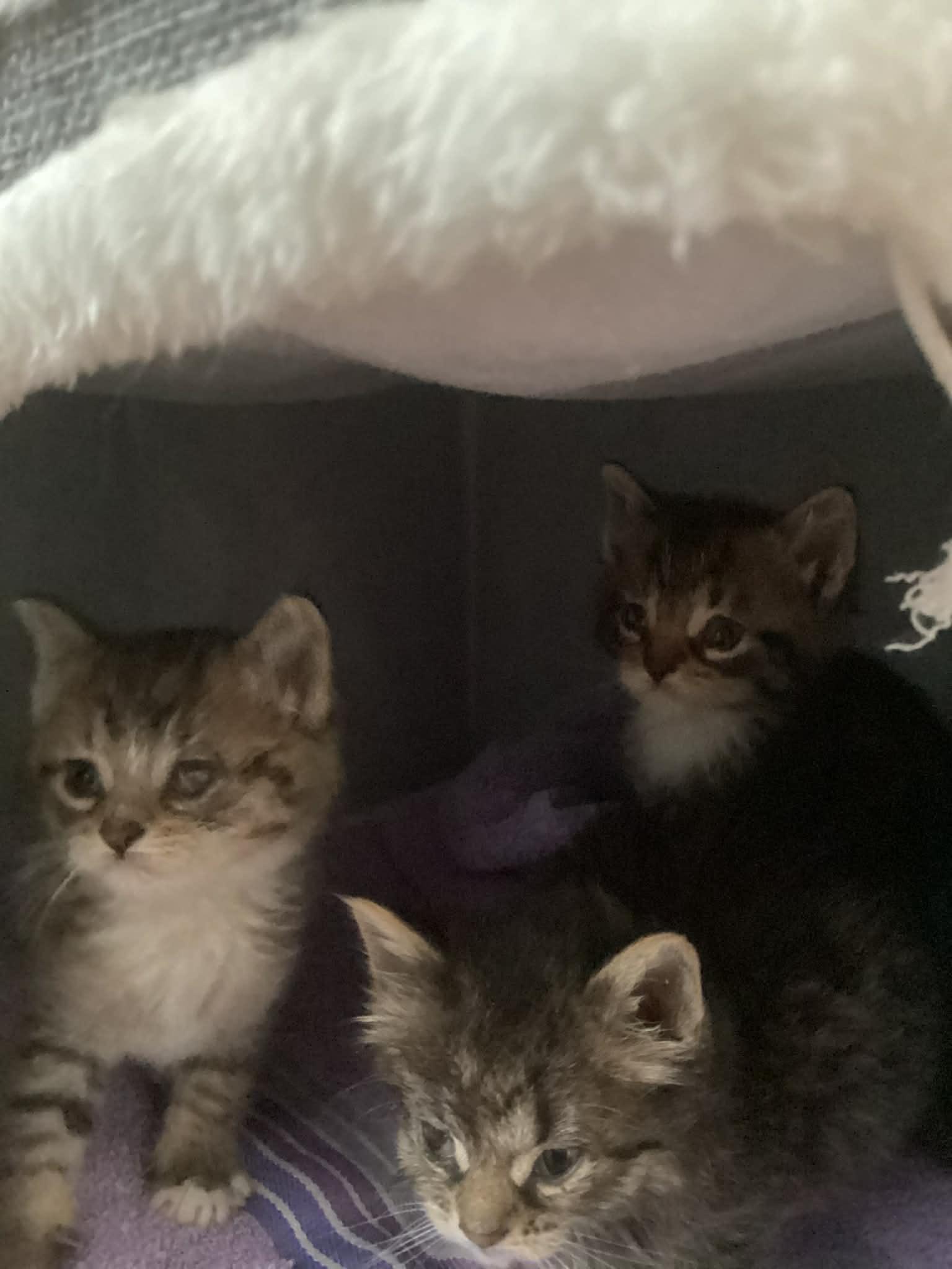 3 little tabby kittens, ADOPTABLE, Kitten Male Domestic Short Hair.