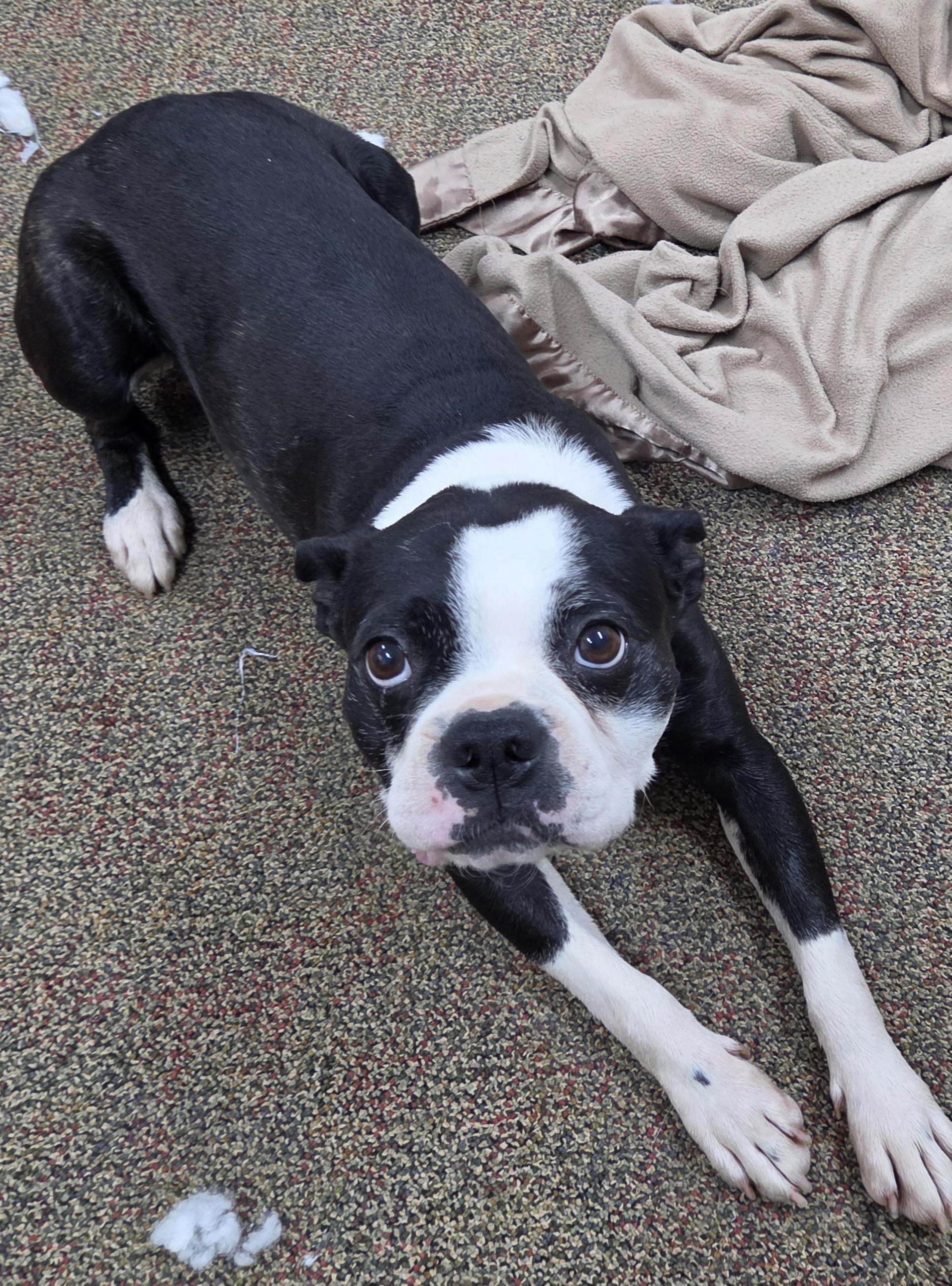 Enlarge Gus and Gizmo, a ADOPTABLE Boston Terrier in Newcastle, WY image 2/3