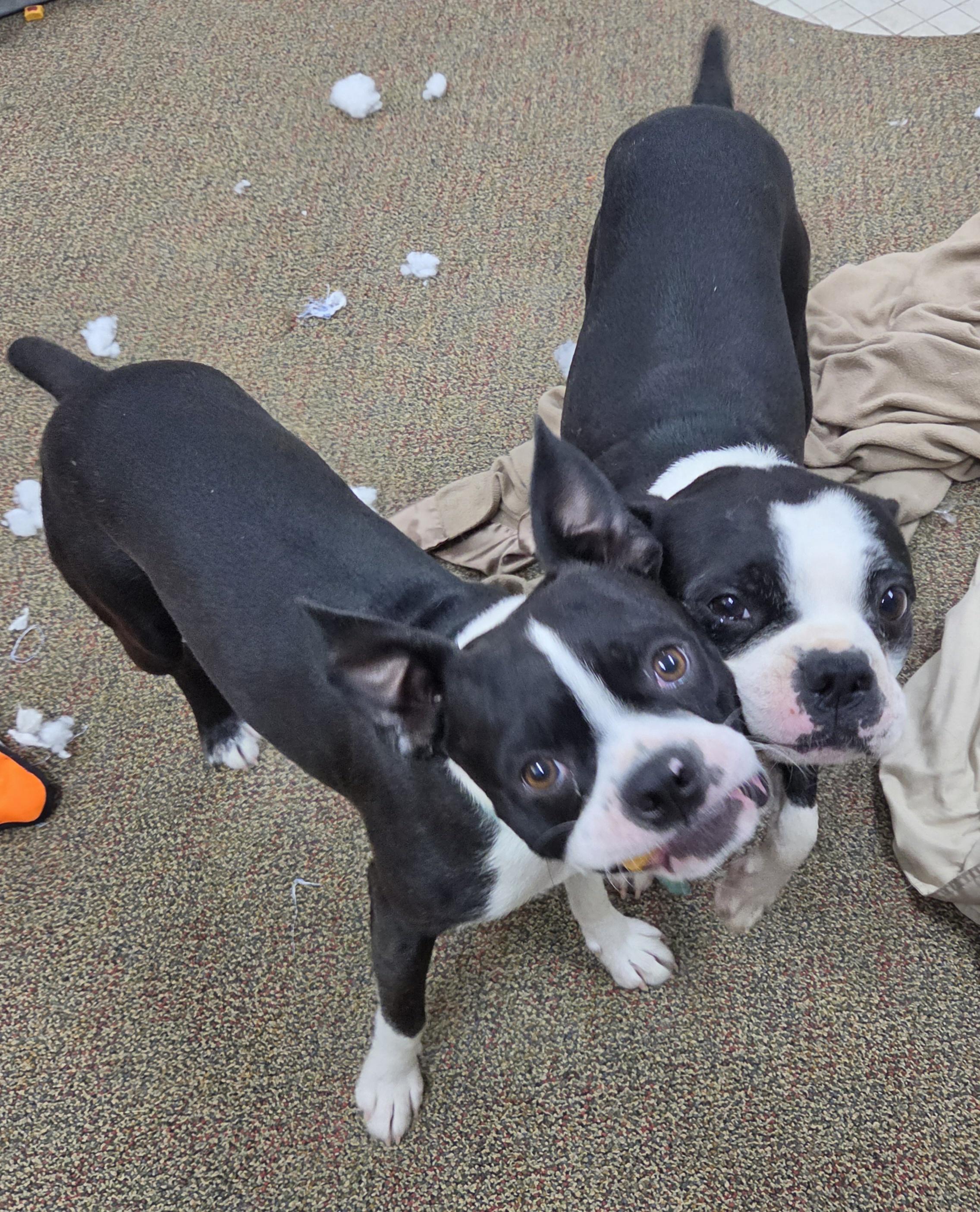 Gus and Gizmo, ADOPTABLE, Young Male Boston Terrier.