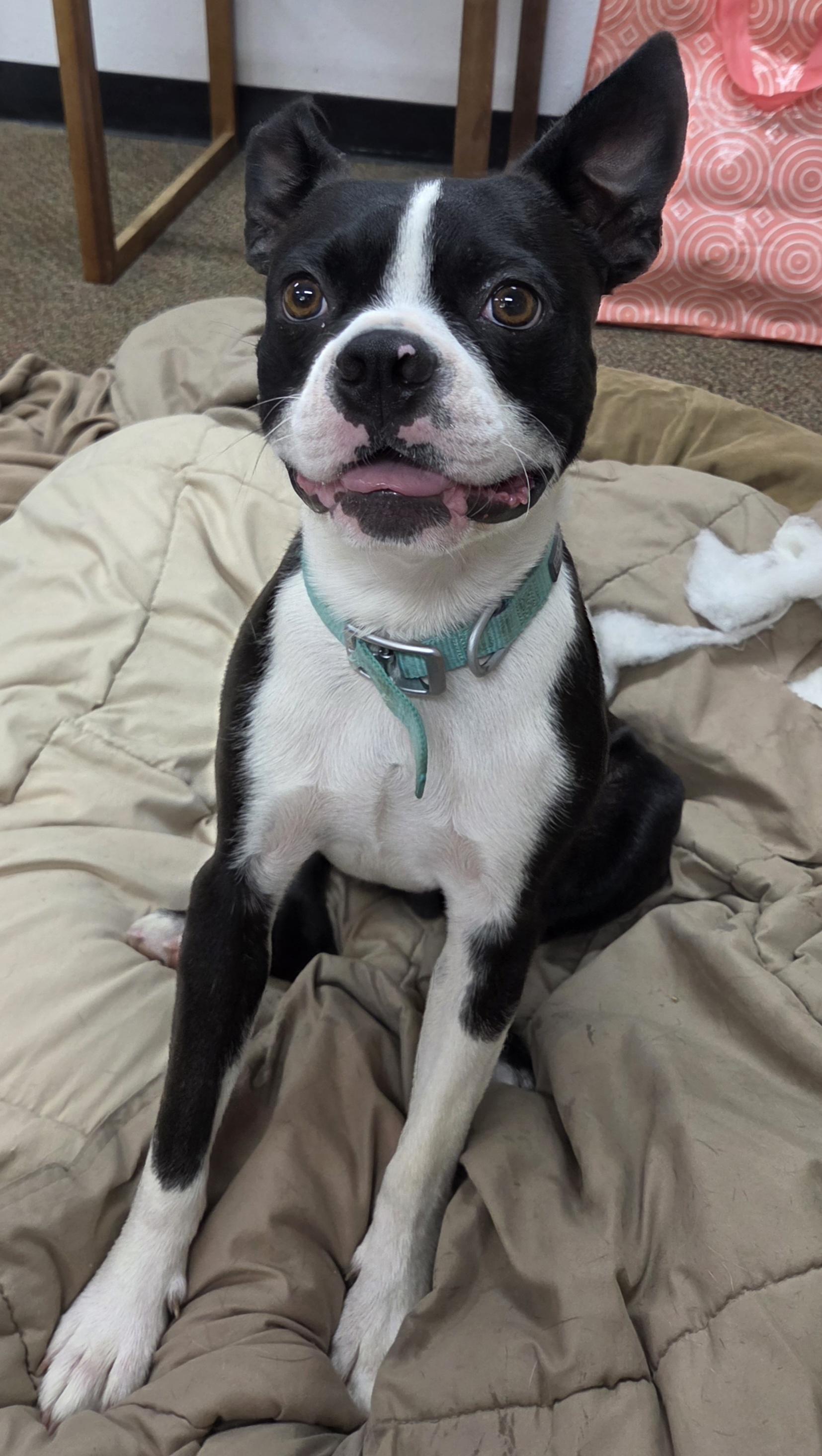 Enlarge Gus and Gizmo, a ADOPTABLE Boston Terrier in Newcastle, WY image 3/3