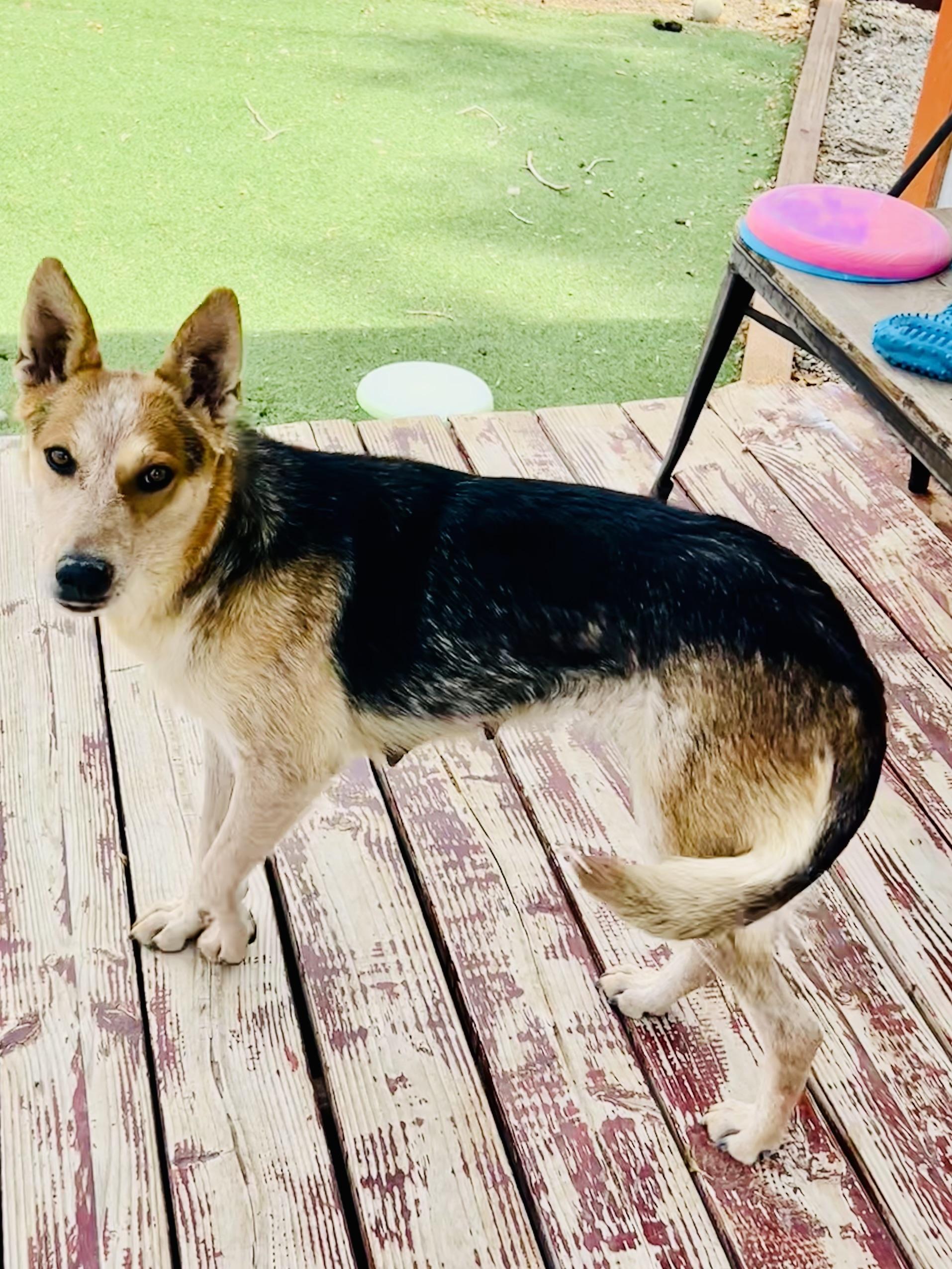 Enlarge Amy, a Adoptable mixed breed in Bakersfield, CA image 1/4